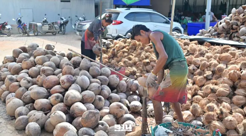 กระทรวงพาณิชย์รับซื้อมะพร้าวแกงทะลุเป้า 11 ล้านลูก เตรียมของบกลางรับซื้อนำตลาดเพิ่ม พร้อมชะลอนำเข้า กระทรวงพาณิชย์รับซื้อมะพร้าวแกงทะลุเป้า 11 ล้านลูก เตรียมของบกลางรับซื้อนำตลาดเพิ่ม พร้อมชะลอนำเข้า