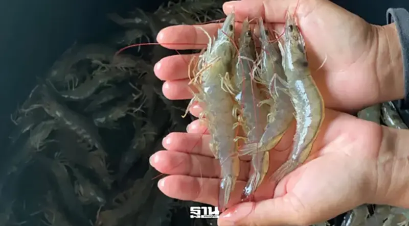 สมาคมกุ้งไทยจี้รัฐปิดดีลมาเลเซียใน 30 วัน ปลดล็อกส่งออกก่อนกุ้งทะลักตลาด สมาคมกุ้งไทยจี้รัฐปิดดีลมาเลเซียใน 30 วัน ปลดล็อกส่งออกก่อนกุ้งทะลักตลาด