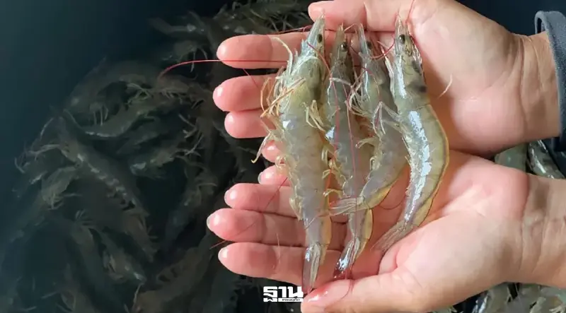 สมาคมกุ้งไทยจี้รัฐปิดดีลมาเลเซียใน 30 วัน ปลดล็อกส่งออกก่อนกุ้งทะลักตลาด