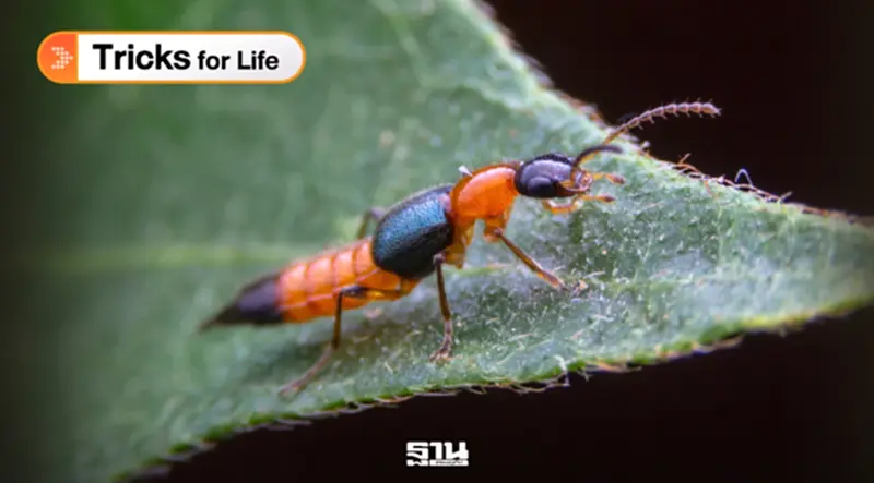 มันมากับหน้าฝน “แมลงก้นกระดก” พ่นพิษคล้ายกรด ผิวไหม้พุพอง มันมากับหน้าฝน “แมลงก้นกระดก” พ่นพิษคล้ายกรด ผิวไหม้พุพอง