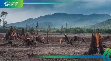 EU ปรับกฎสินค้าปลอดการตัดไม้ทำลายป่า เพิ่มผลิตภัณฑ์ปาล์มบางชนิด