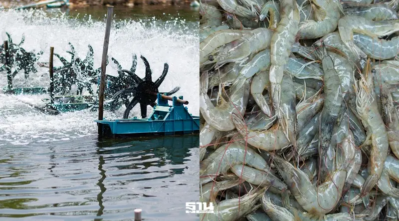 กุ้งไทยติดโรค ฉุดผลผลิต 2.5 แสนตัน จี้รัฐเร่งแก้เป็นวาระแห่งชาติ