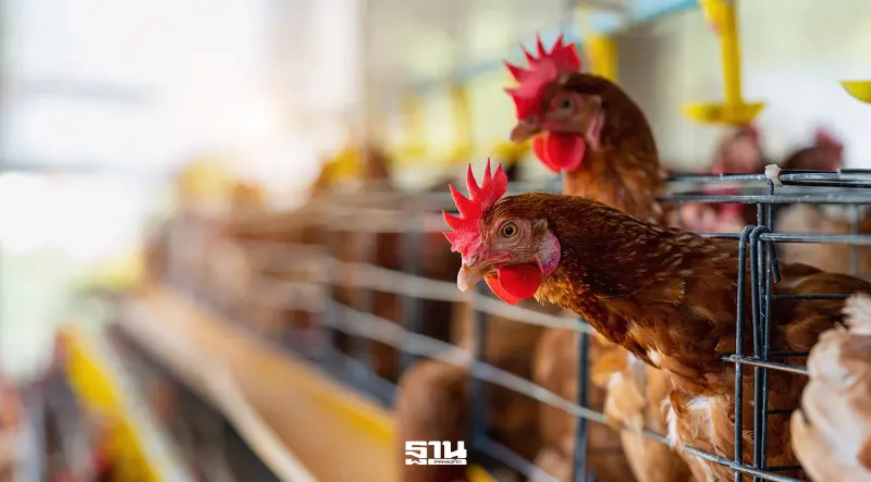 กรมปศุสัตว์สั่งด่วน ยืดอายุแม่ไก่ 83 สัปดาห์ ลดส่งออก พยุงราคา ลดภาระผู้บริโภค