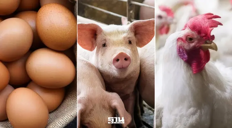 เปิดศึกตลาดปศุสัตว์เอเชีย ไข่ไก่ไทยแซงเมียน สุกรไทยขยับ 72.87 บาท