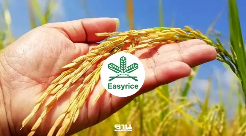 EASYRICE ดึง AI พัฒนาพันธุ์ข้าวใหม่ ตั้งเป้าผลผลิต 1.5 ตันต่อไร่
