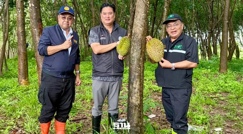 เปิดสูตรลับ "1 สวน 2 รายได้" ปลูกทุเรียนในสวนยาง ฟันรายได้ทะลุ 2.6 แสนบาทต่อปี
