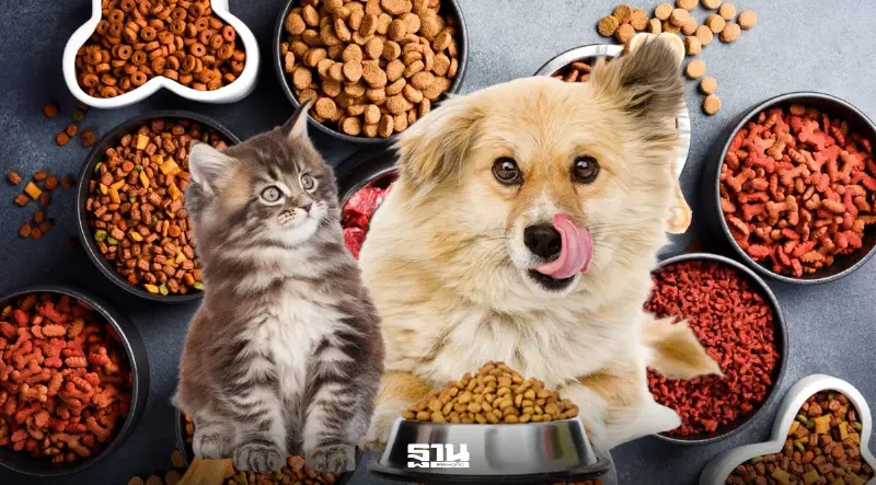 ไทยส่งออกอาหารสัตว์เลี้ยงอันดับ 2 โลก ชูเทรนด์ Healthy Pet ดันมูลค่าพิ่ม ไทยส่งออกอาหารสัตว์เลี้ยงอันดับ 2 โลก ชูเทรนด์ Healthy Pet ดันมูลค่าพิ่ม