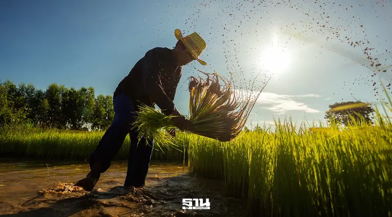เงินช่วยเหลือเกษตรกร 69 อัปเดตเเกณฑ์ใหม่ล่าสุด ผู้ปลูกข้าวได้เงินเยียวยา 2,400 บาท เงินช่วยเหลือเกษตรกร 69 อัปเดตเเกณฑ์ใหม่ล่าสุด ผู้ปลูกข้าวได้เงินเยียวยา 2,400 บาท