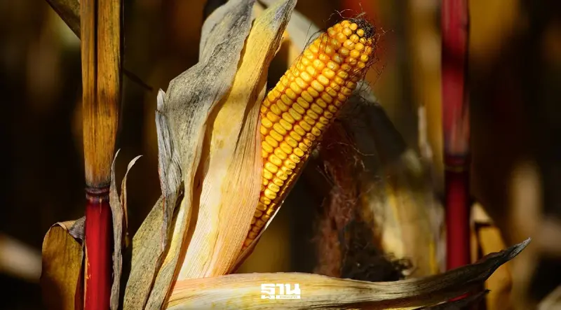 อาหารสัตว์ส่งหนังสือถึง ‘ศุภจี’ แจง MOU ข้าวโพด GMO 1 ล้านตัน รัฐไม่ได้ลงนาม