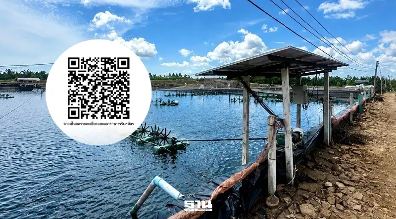 สมัครด่วน “กรมประมง” หนุนเลี้ยงกุ้ง 1,000 ราย ติดโซลาร์เซลล์ ช่วยลดต้นทุน 50%