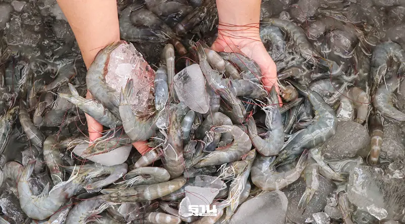 ผู้เลี้ยงกุ้งค้านลดขั้นตอนนำเข้า หวั่นโรคระบาด-กุ้งนอกกดราคาไทย