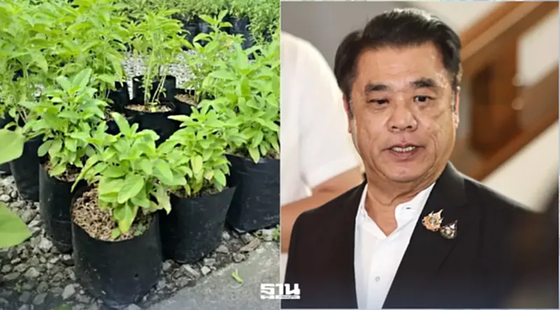 ‘สุริยะ’ สั่งสอบปมจดคุ้มครองกะเพรา 4 สายพันธุ์ ย้ำปกป้องสิทธิเกษตรกร ‘สุริยะ’ สั่งสอบปมจดคุ้มครองกะเพรา 4 สายพันธุ์ ย้ำปกป้องสิทธิเกษตรกร