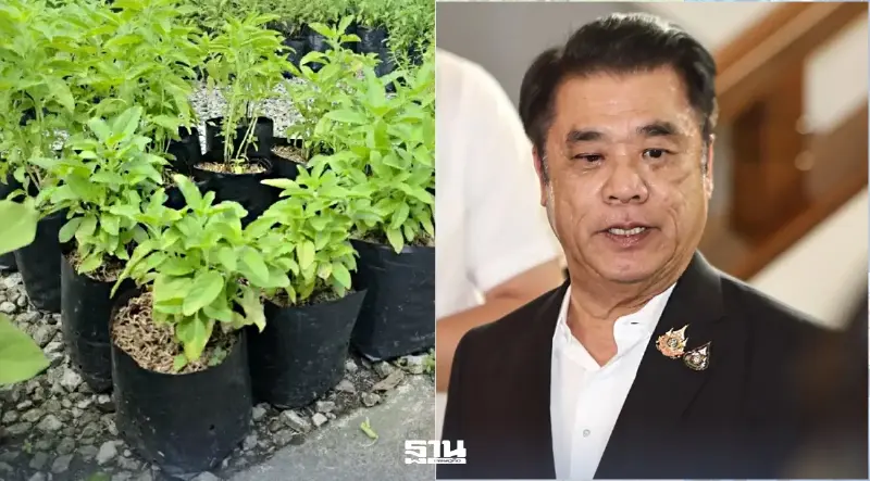 ‘สุริยะ’ สั่งสอบปมจดคุ้มครองกะเพรา 4 สายพันธุ์ ย้ำปกป้องสิทธิเกษตรกร