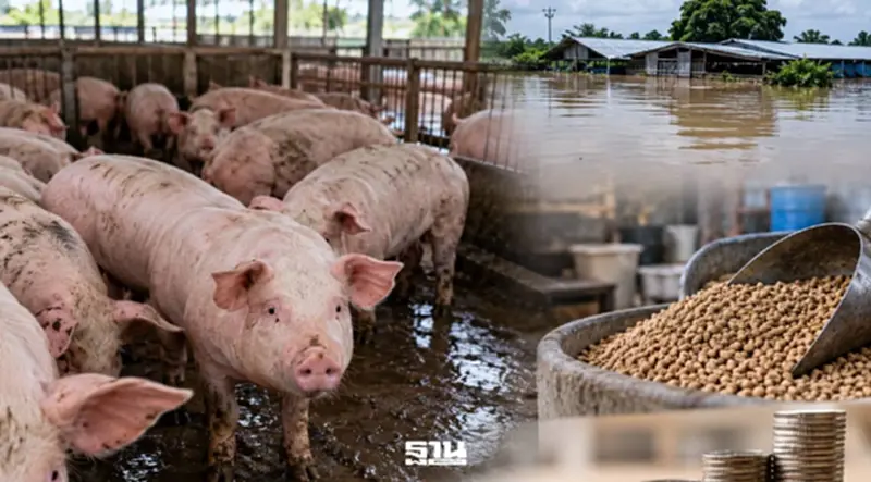 พาณิชย์ถกปศุสัตว์ อุ้มฟาร์มหมูน้ำท่วม จับตาราคาหน้าฟาร์มขึ้น 4 บาท/กก. พาณิชย์ถกปศุสัตว์ อุ้มฟาร์มหมูน้ำท่วม จับตาราคาหน้าฟาร์มขึ้น 4 บาท/กก.