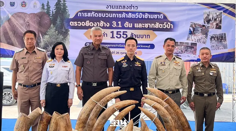 ศุลกากรทลายค้างาช้างข้ามชาติ ซุกไม้แปรรูป มูลค่าทะลุ 150 ล้านบาท ศุลกากรทลายค้างาช้างข้ามชาติ ซุกไม้แปรรูป มูลค่าทะลุ 150 ล้านบาท